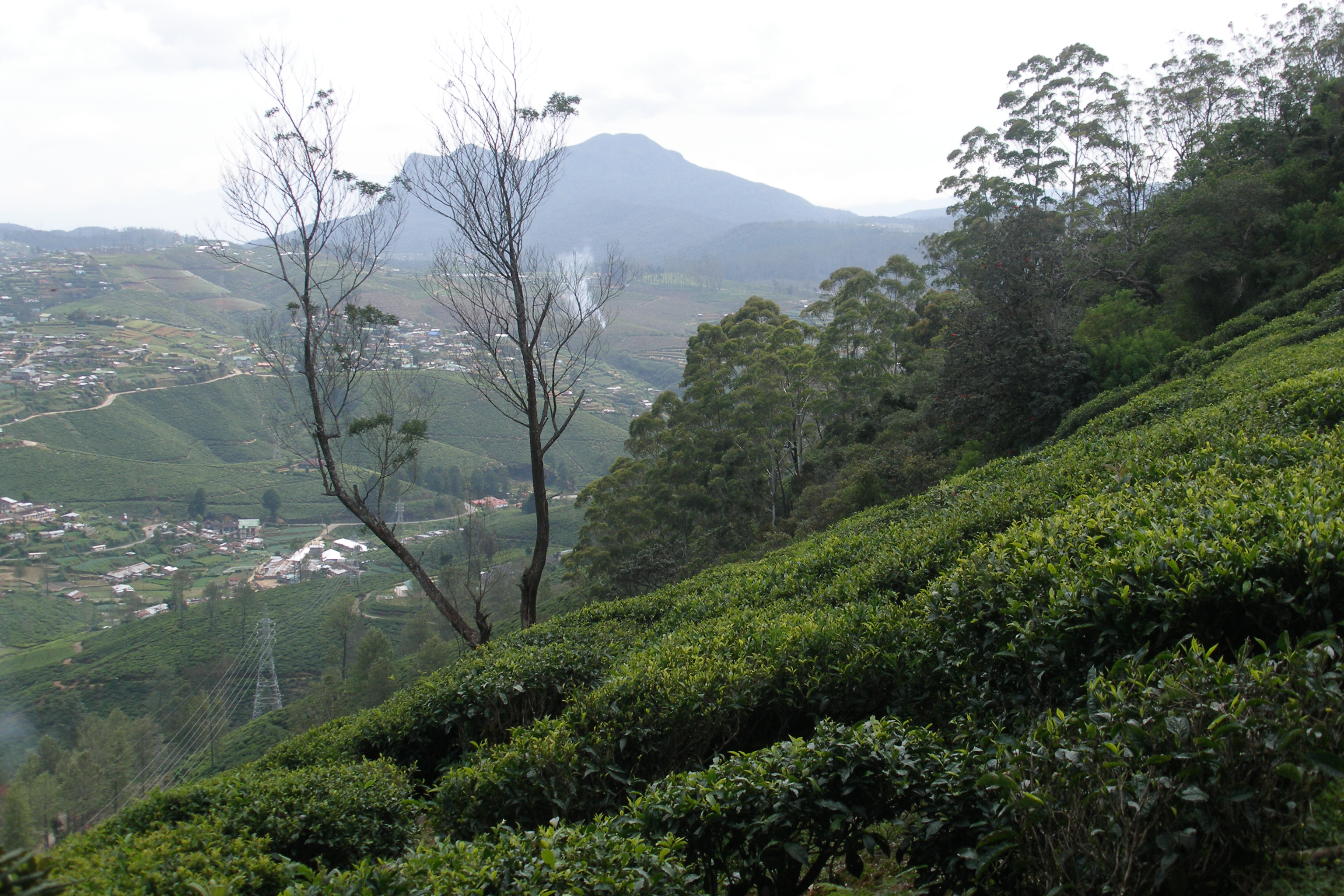 Rows of tea bushes on a steep hillside above a valley of villages